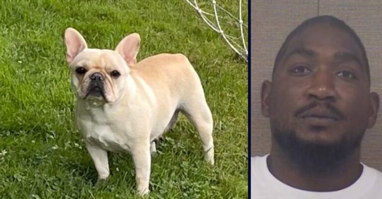 ‘Scum’ FedEx driver steals French bulldog, then leaves her in de …